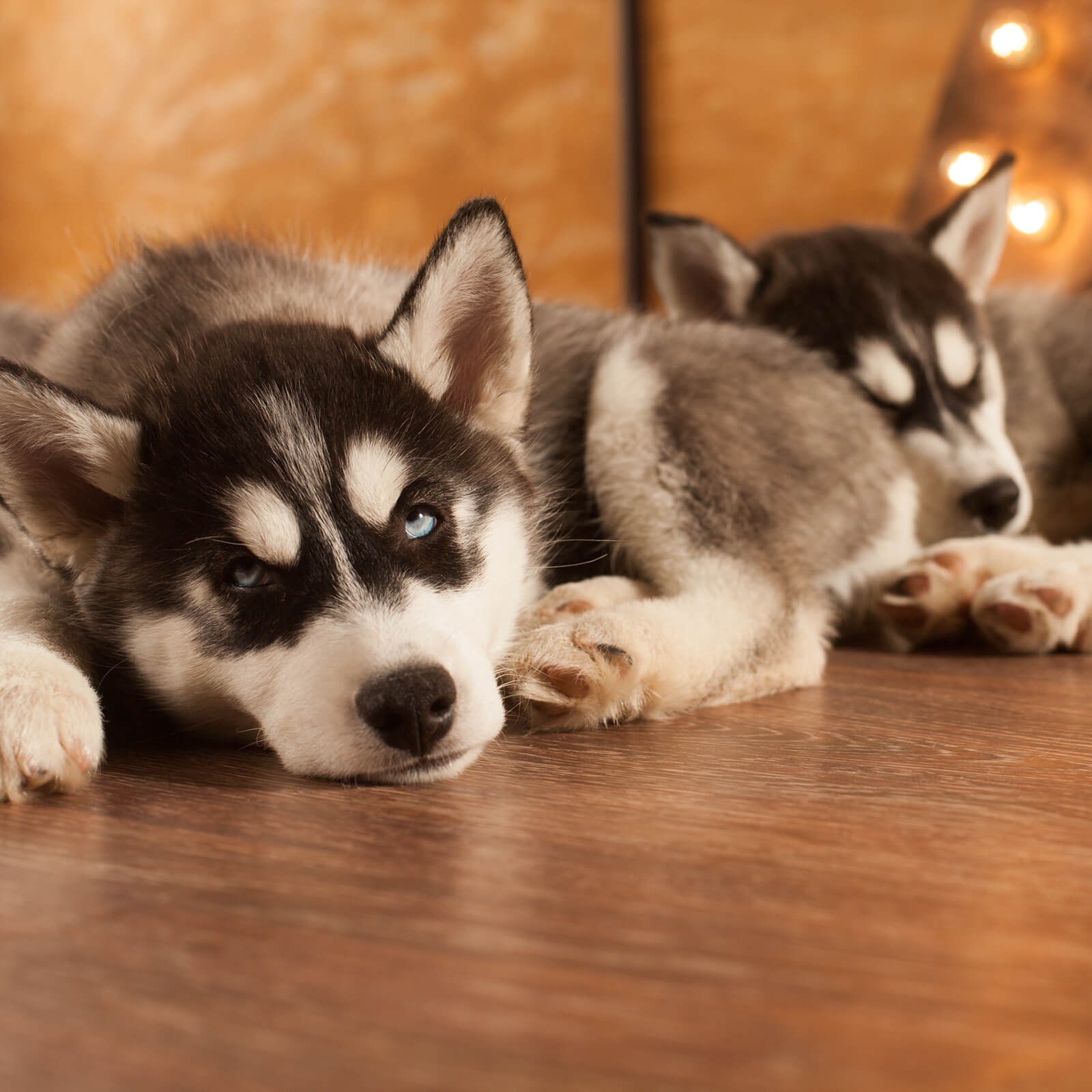 Huskies on hardwood flooring | Bram Flooring