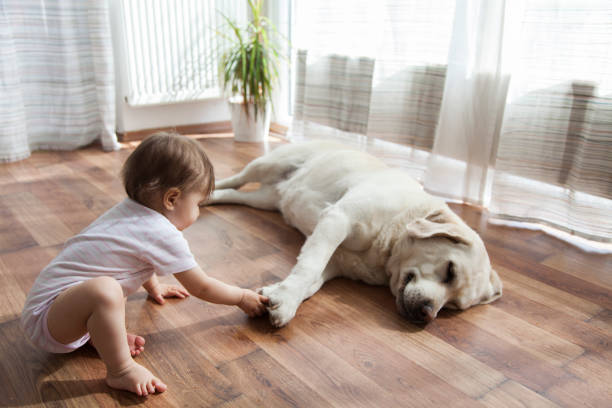 Pet friendly floor | Bram Flooring